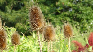 BRUSHESD　コットンスヌード